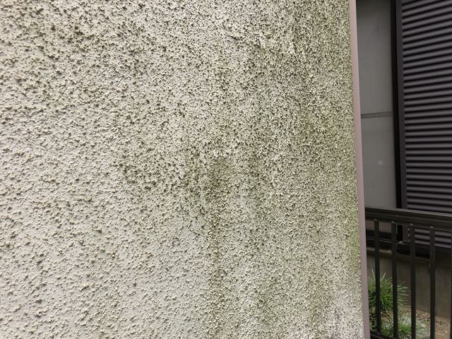外壁藻